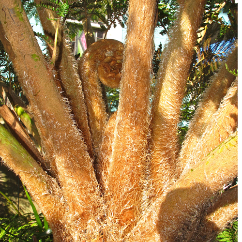 Cyathea brownii